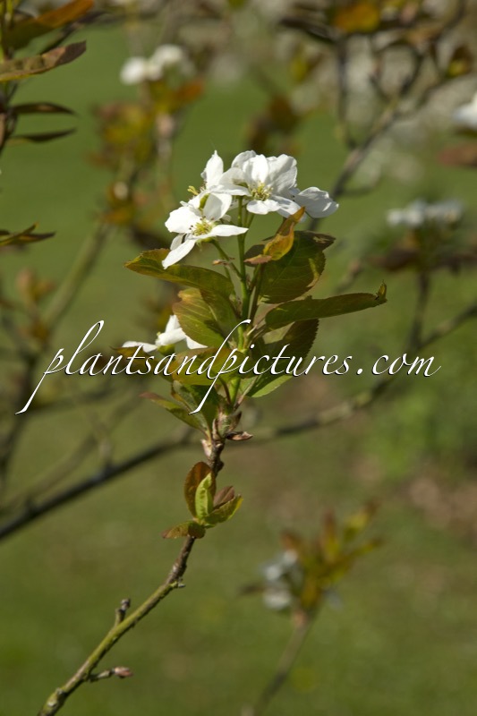 Amelanchier bartramiana ‘Eskimo’