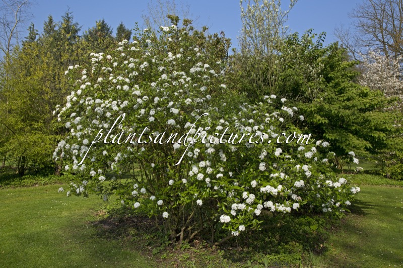 Viburnum burkwoodii ‘Chenault’