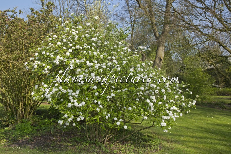 Viburnum burkwoodii ‘Chenault’