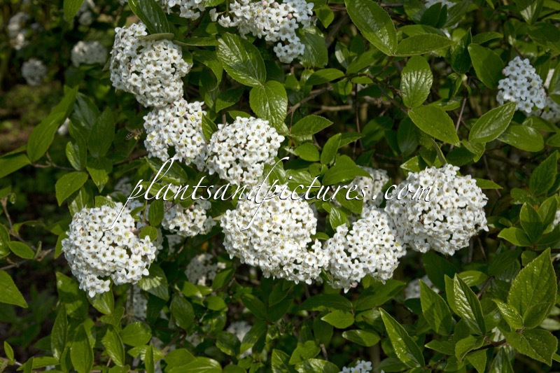 Viburnum burkwoodii ‘Chenault’