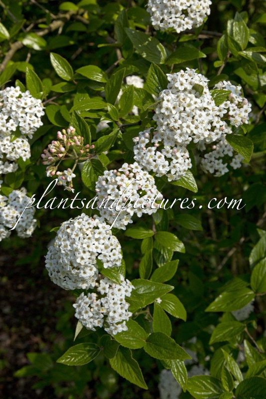 Viburnum burkwoodii ‘Chenault’