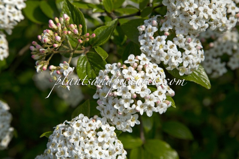 Viburnum burkwoodii ‘Chenault’