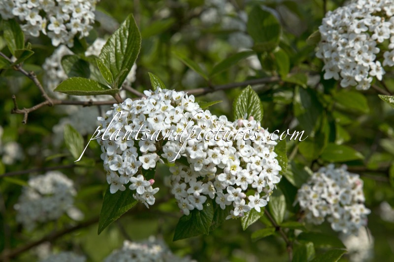 Viburnum burkwoodii ‘Chenault’