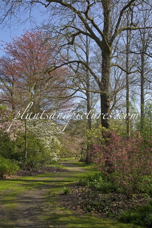 Arboretum Kalmthout