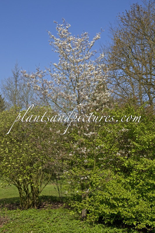 Amelanchier laevis ‘Cumulus’