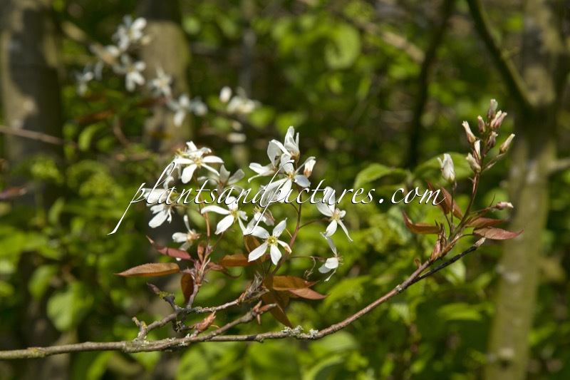 Amelanchier laevis ‘Cumulus’