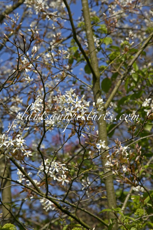 Amelanchier laevis ‘Cumulus’