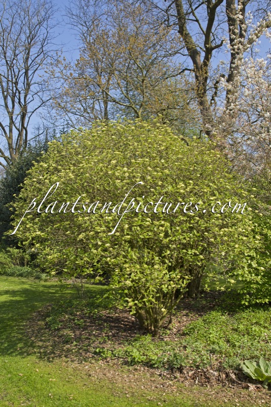 Viburnum lantana ‘Mohican’