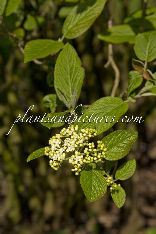 Viburnum lantana ‘Mohican’