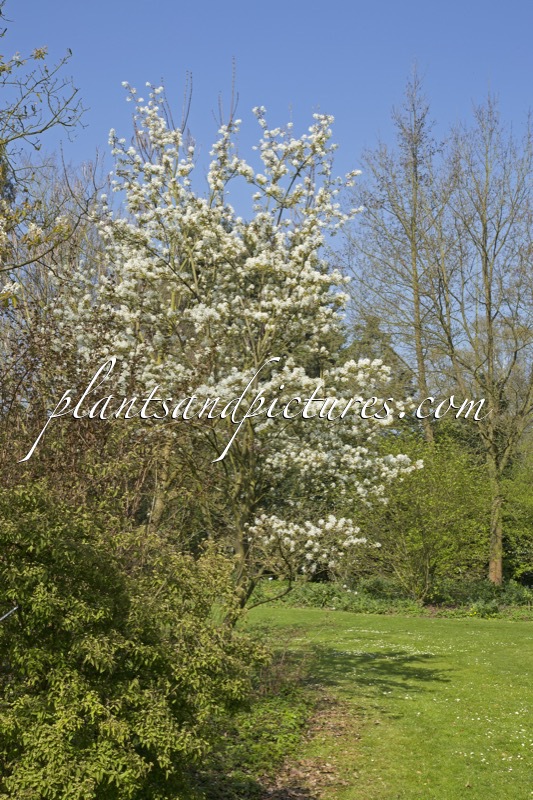 Amelanchier ‘Ballerina’