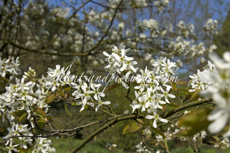 Amelanchier ‘Ballerina’