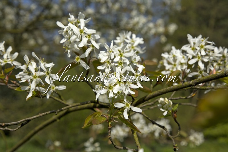 Amelanchier ‘Ballerina’