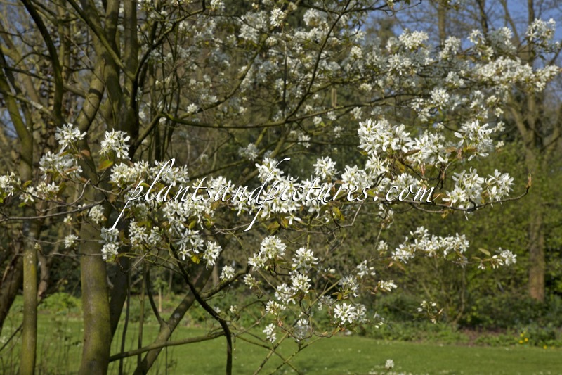 Amelanchier ‘Ballerina’