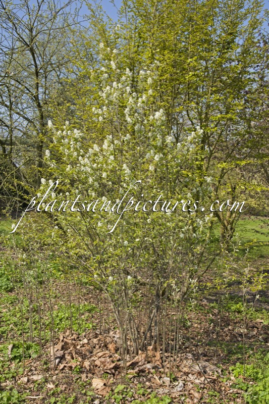 Amelanchier asiatica var. sinica
