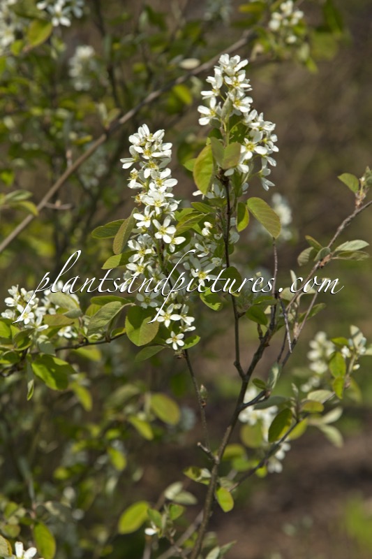 Amelanchier asiatica var. sinica