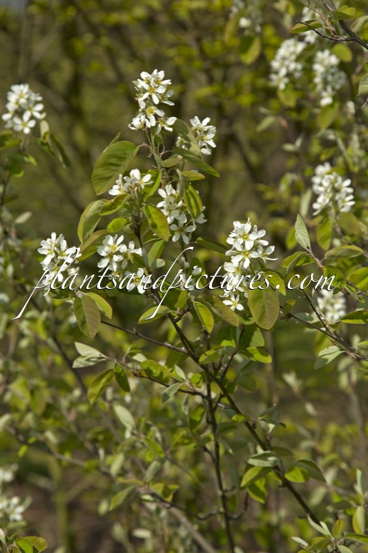 Amelanchier asiatica var. sinica