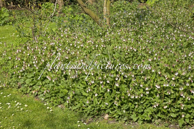 Symphytum grandiflorum ‘Wisley Blue’