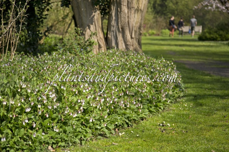 Symphytum grandiflorum ‘Wisley Blue’
