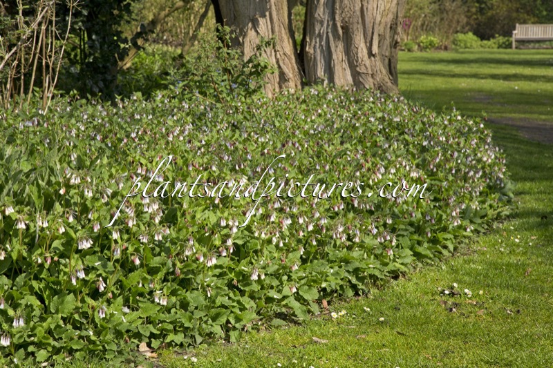 Symphytum grandiflorum ‘Wisley Blue’