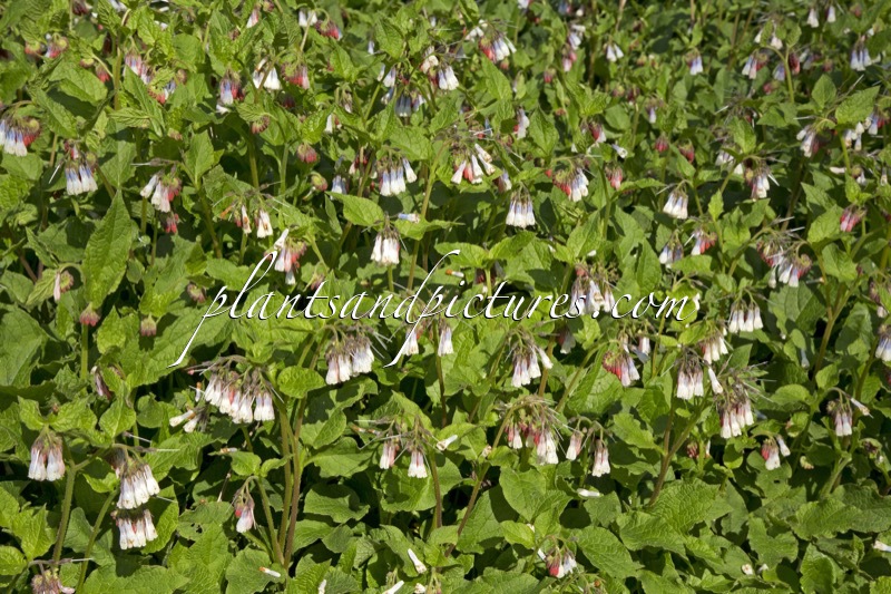 Symphytum grandiflorum ‘Wisley Blue’