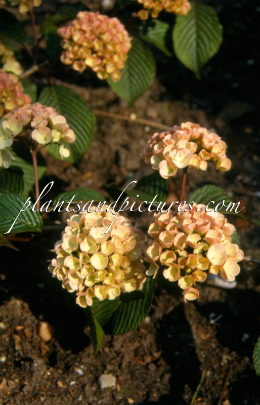 Viburnum plicatum ‘Mary Milton’
