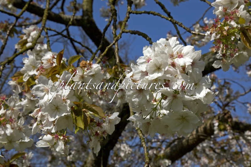 Prunus serrulata ‘Taihaku’