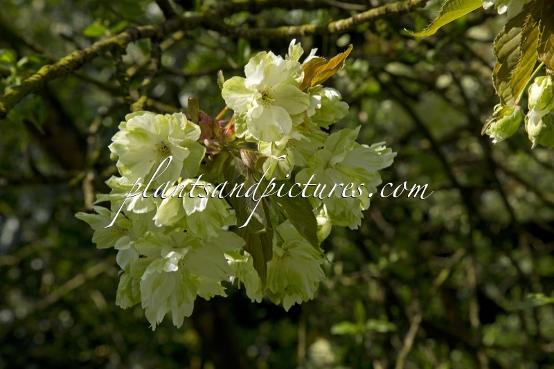 Prunus serrulata ‘Ukon’