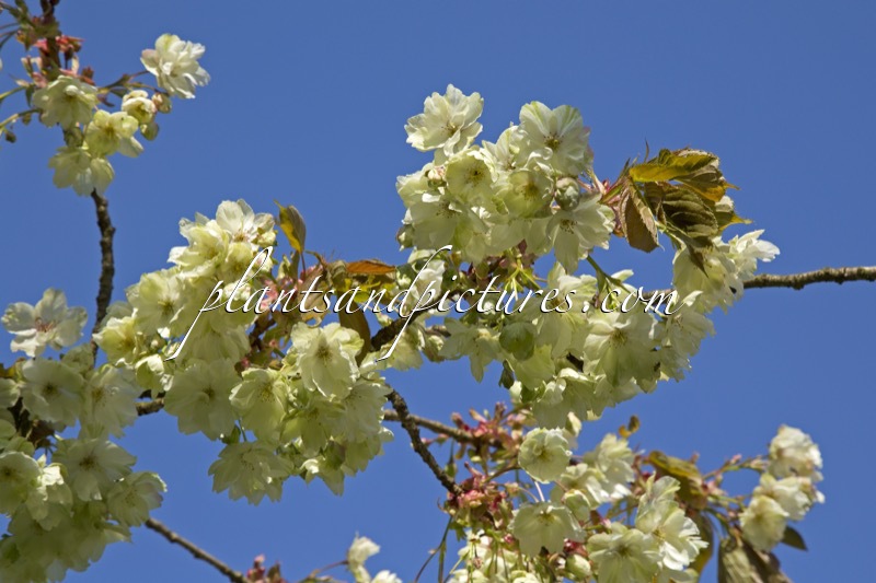Prunus serrulata ‘Ukon’
