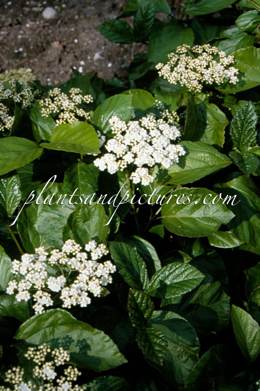Viburnum ‘Chippewa’