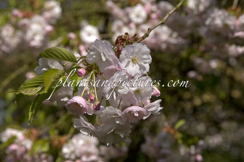 Prunus serrulata ‘Ichiyo’