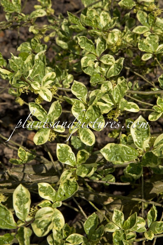 Orixa japonica ‘Variegata’
