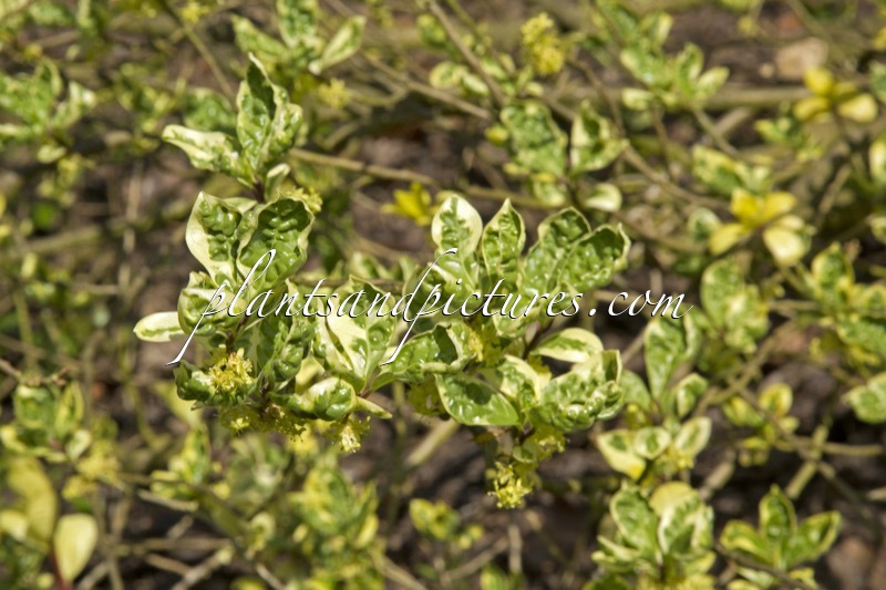 Orixa japonica ‘Variegata’