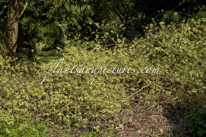 Orixa japonica ‘Variegata’