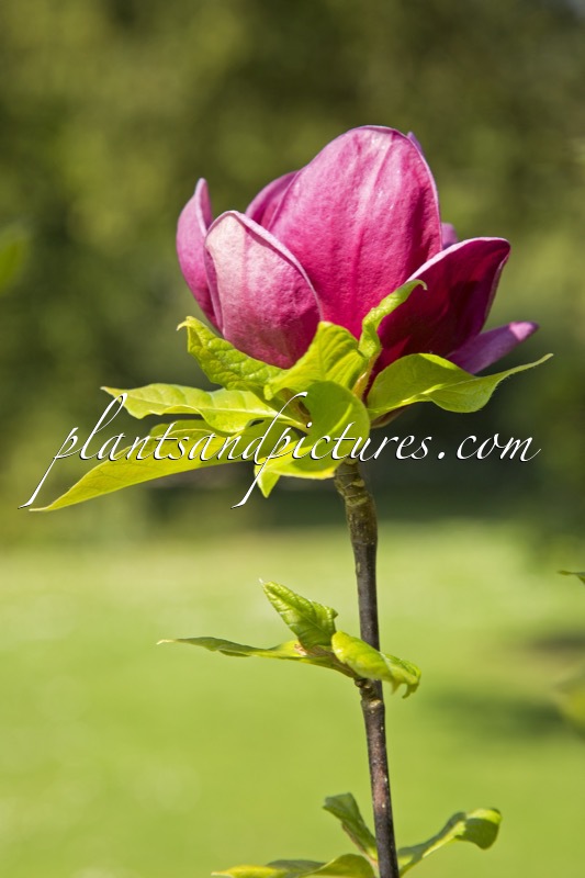Magnolia ‘Genie’