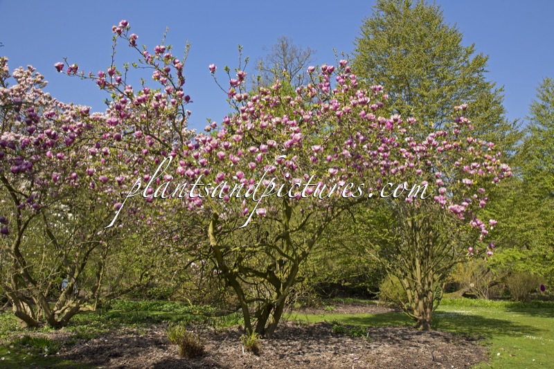 Magnolia soulangeana ‘Lennei’