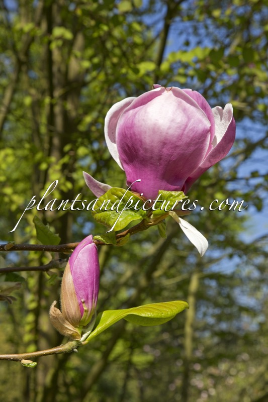 Magnolia soulangeana ‘Lennei’