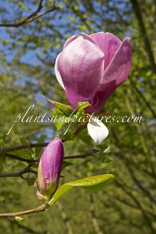 Magnolia soulangeana ‘Lennei’