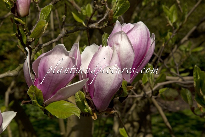 Magnolia soulangeana ‘Alexandrina’