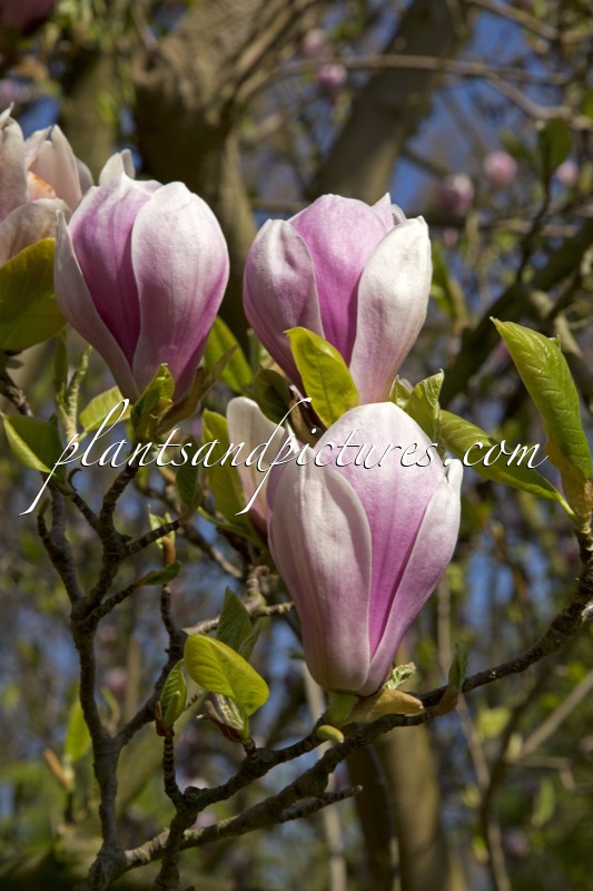 Magnolia soulangeana ‘Alexandrina’