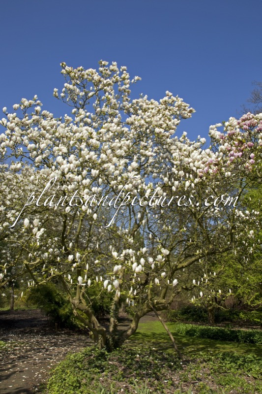 Magnolia soulangeana ‘Brozzoni’
