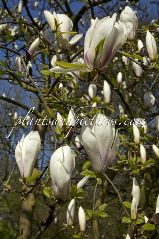 Magnolia soulangeana ‘Brozzoni’