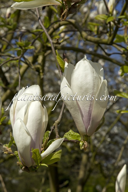 Magnolia soulangeana ‘Brozzoni’