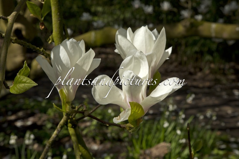 Magnolia soulangeana ‘Amabilis’