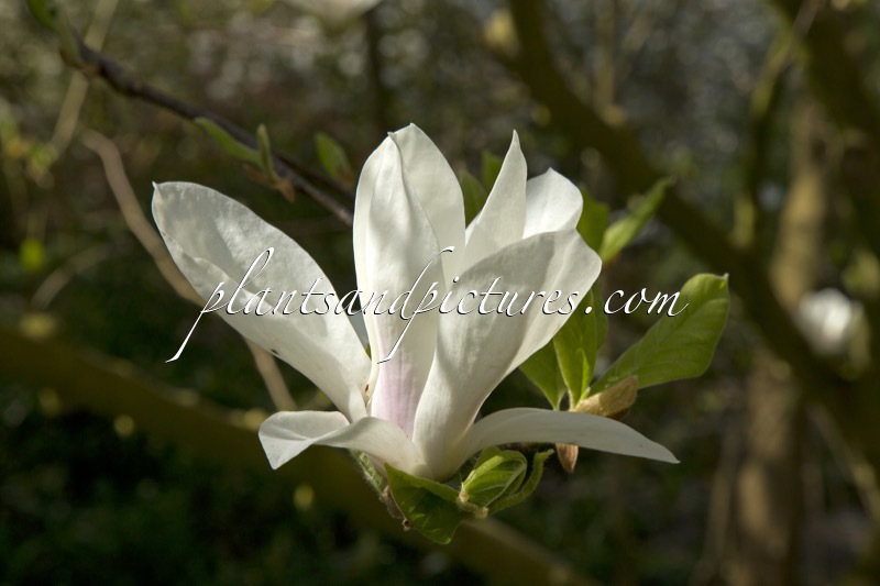Magnolia soulangeana ‘Amabilis’