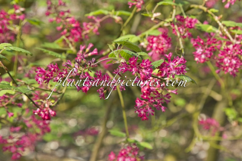 Ribes sanguineum ‘Lombartsii’