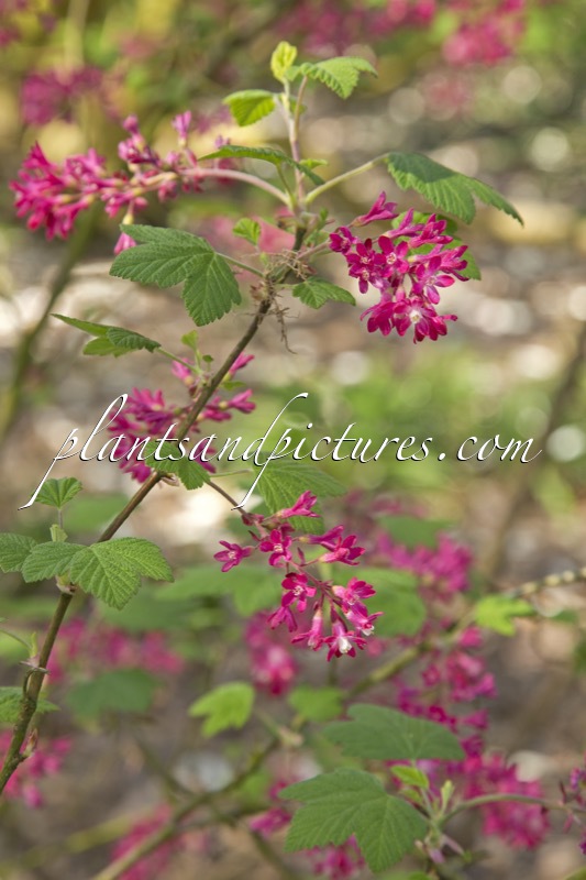 Ribes sanguineum ‘Lombartsii’