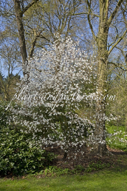 Amelanchier laevis ‘Cumulus’