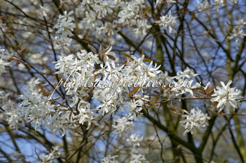 Amelanchier laevis ‘Cumulus’