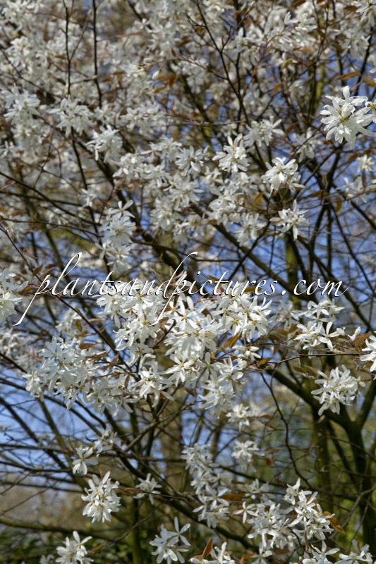 Amelanchier laevis ‘Cumulus’