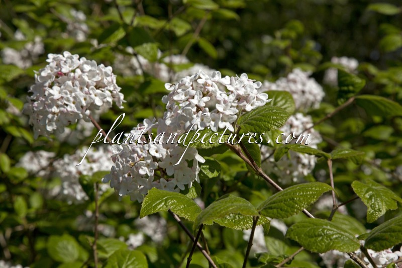 Viburnum burkwoodii ‘Anne Russell’